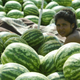 Watermelon seller with her merchandise in Bucharest, July 2003.